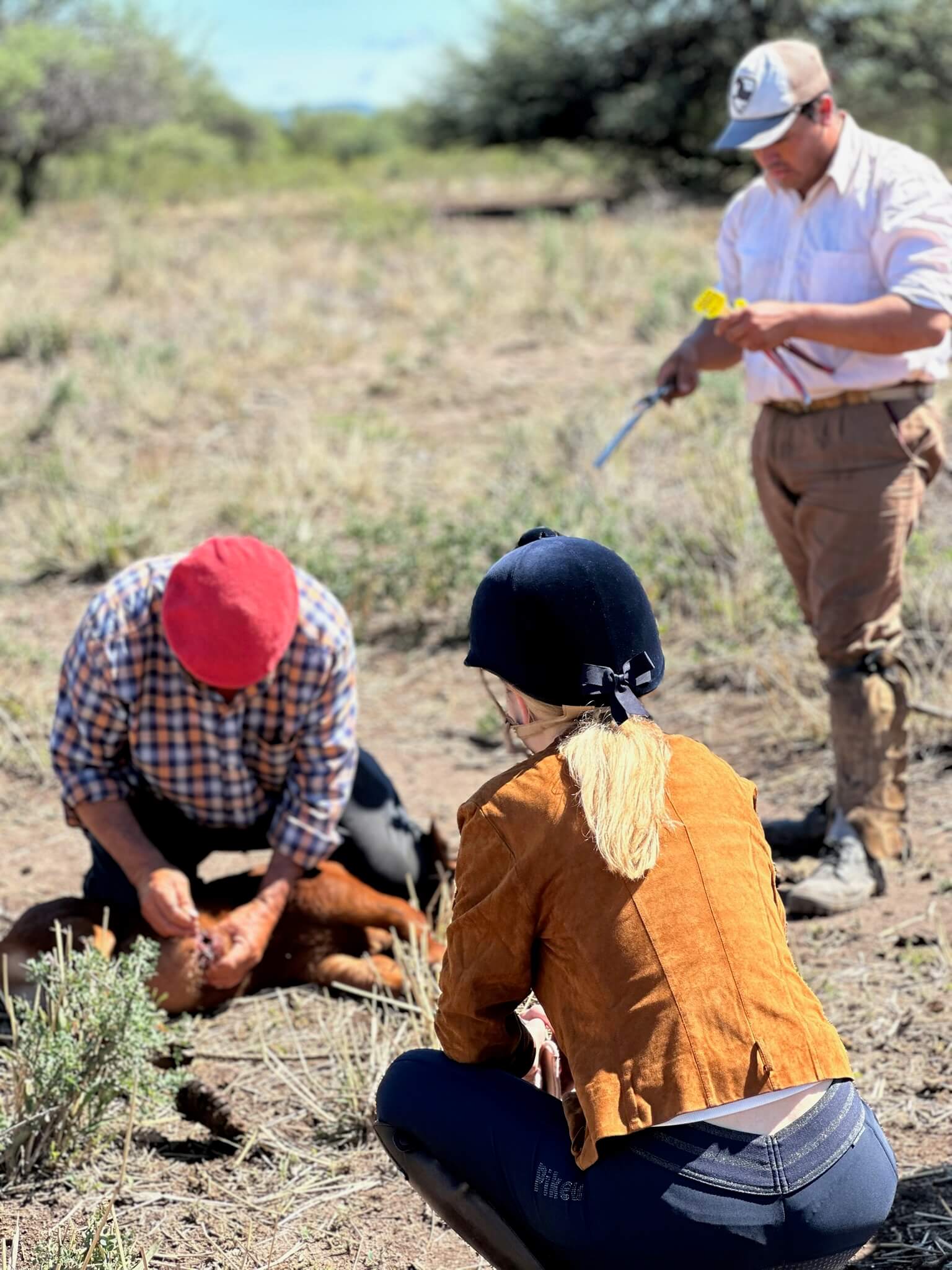 Working with gauchos